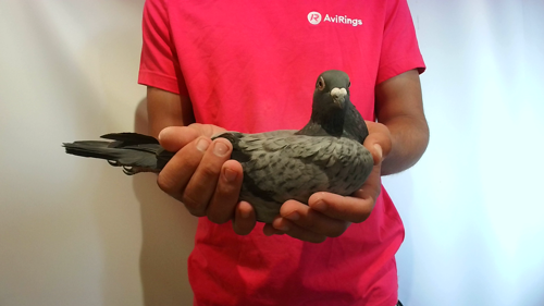 Pigeon image