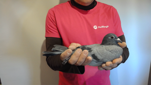 Pigeon image