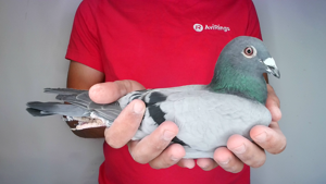Pigeon image