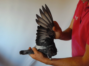 Pigeon image