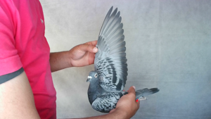 Pigeon image
