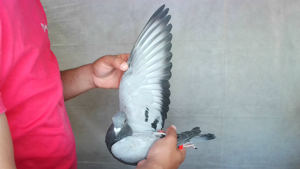 Pigeon image