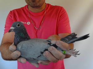 Pigeon image