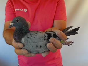 Pigeon image