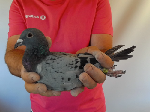 Pigeon image