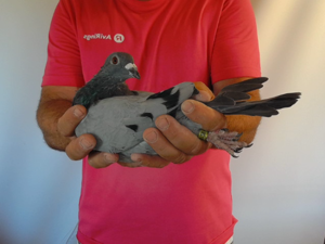 Pigeon image