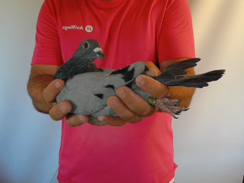 Pigeon image