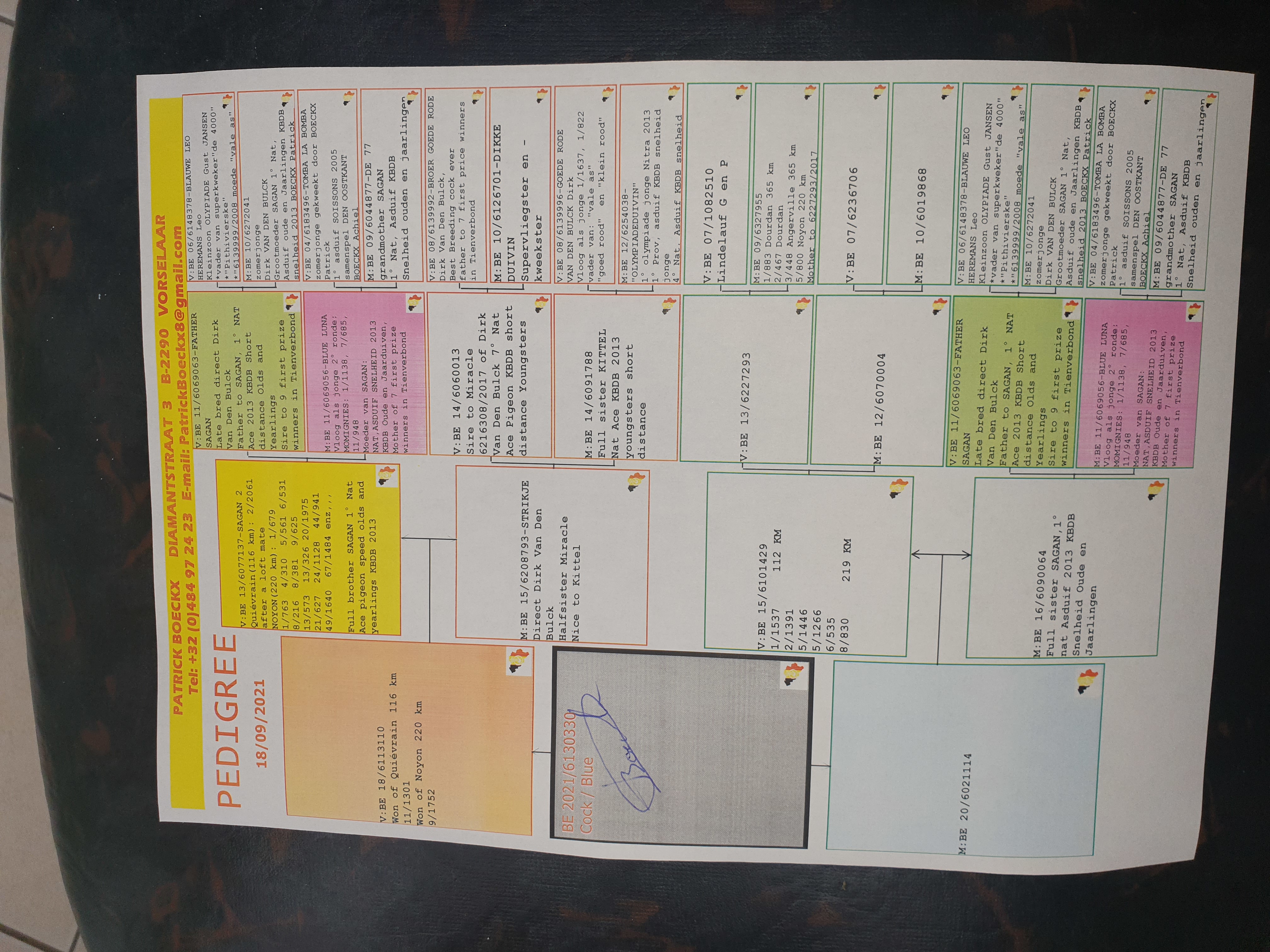 Pigeon pedigree image