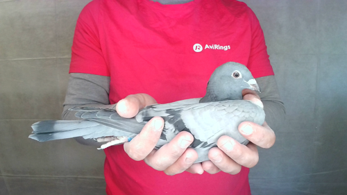 Pigeon image