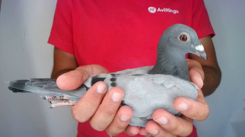 Pigeon image