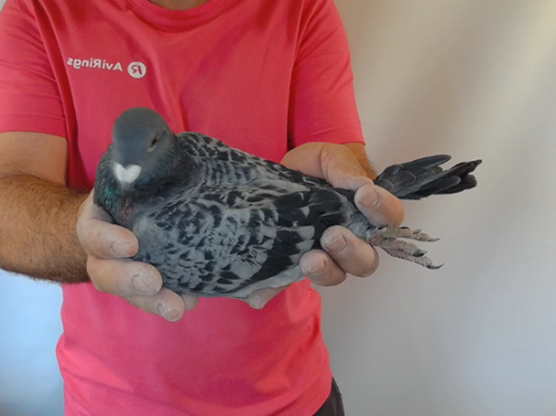 Pigeon image