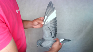 Pigeon image
