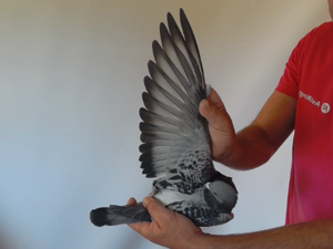 Pigeon image
