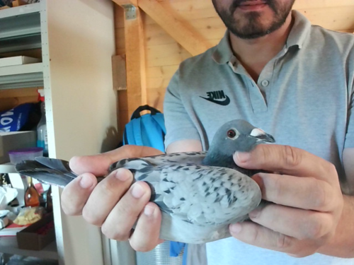 Pigeon image