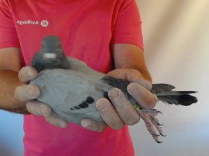 Pigeon image
