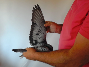 Pigeon image