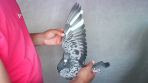 Pigeon image