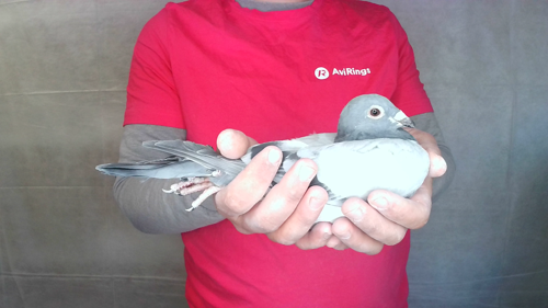 Pigeon image