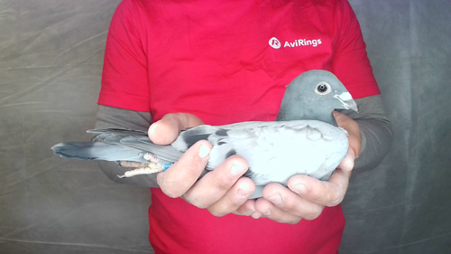 Pigeon image