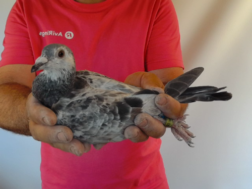 Pigeon image