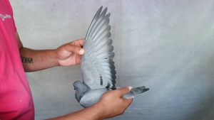 Pigeon image