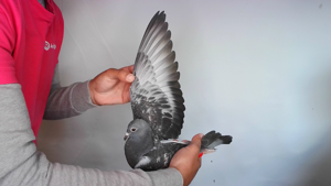 Pigeon image
