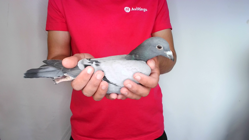 Pigeon image