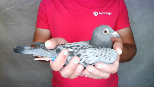 Pigeon image