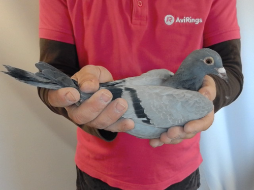 Pigeon image