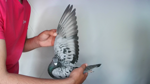 Pigeon image