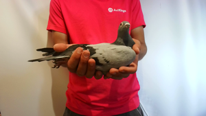 Pigeon image