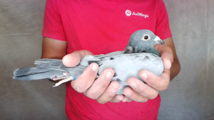 Pigeon image