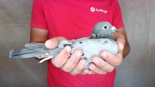 Pigeon image