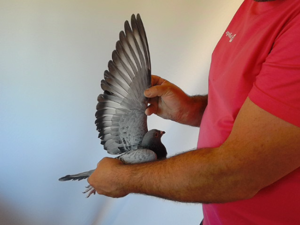 Pigeon image