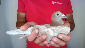 Pigeon image