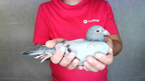 Pigeon image