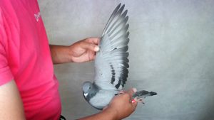 Pigeon image