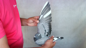 Pigeon image