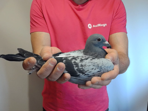 Pigeon image