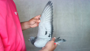 Pigeon image