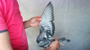 Pigeon image