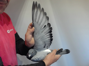 Pigeon image