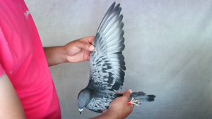 Pigeon image