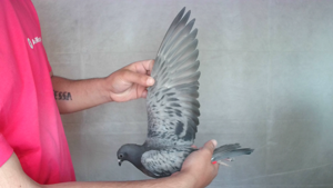 Pigeon image