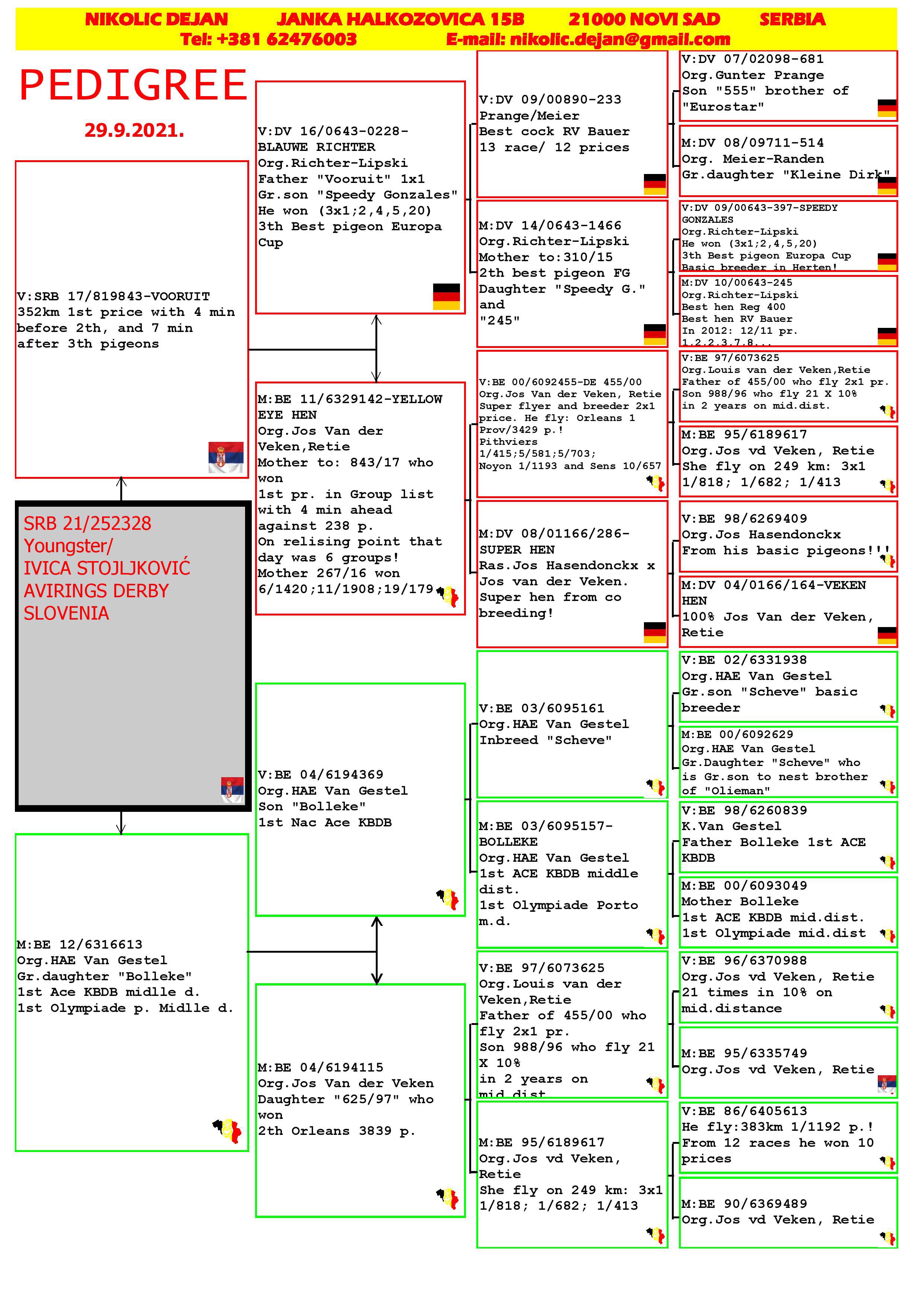 Pigeon pedigree image