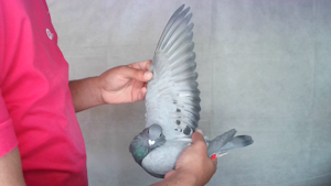 Pigeon image