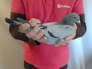 Pigeon image