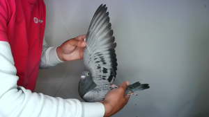 Pigeon image