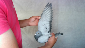 Pigeon image