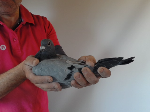 Pigeon image
